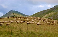 养殖牛羊慢直播：透明化、智能化，助力食品安全与生态环保